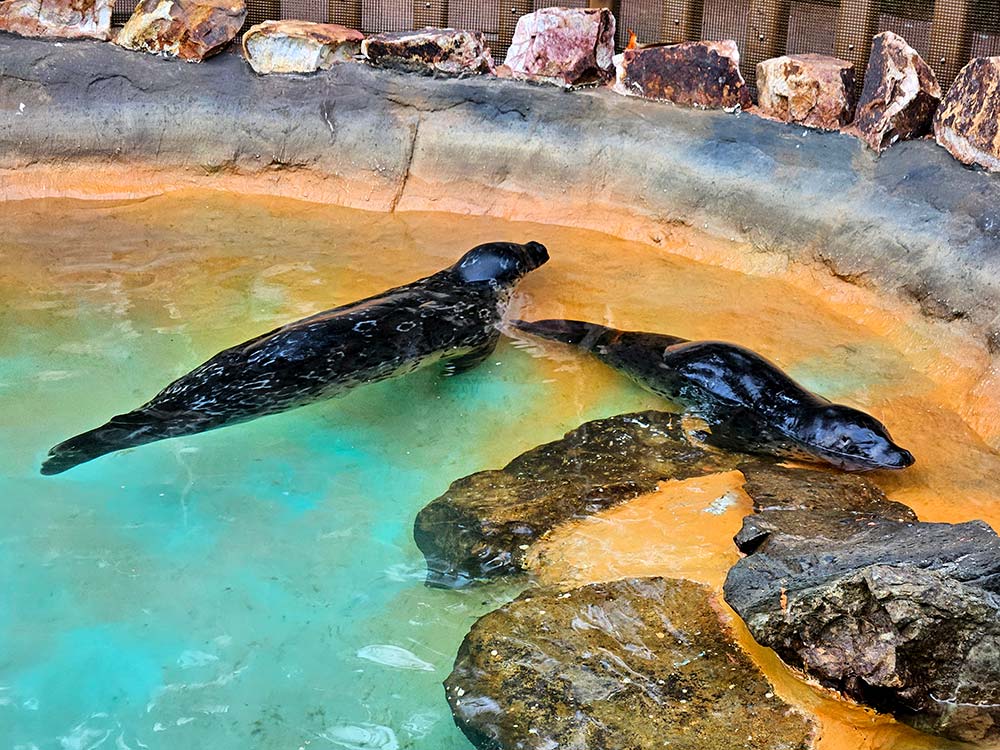 Seals at Bahia Resort Hotel